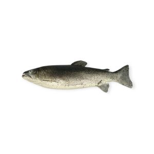 Trout whole