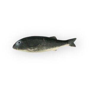 Grey Mullet