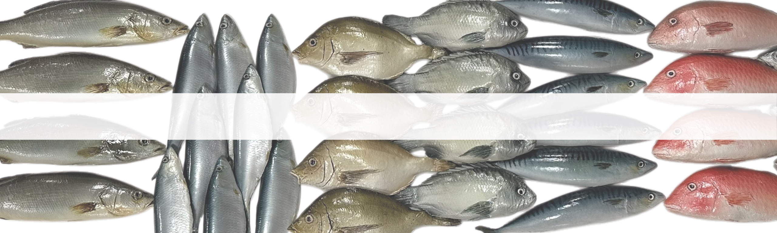 Variety of whole raw fish