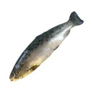 Raw whole trout
