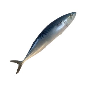 Whole replica mackerel fish, raw