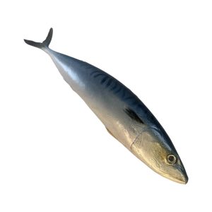 Whole replica mackerel fish, raw