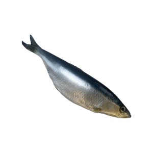 Whole artificial herring raw fish