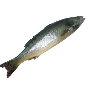 Whole raw artificial Seabass fish