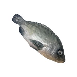 Whole Tilapia replica fish